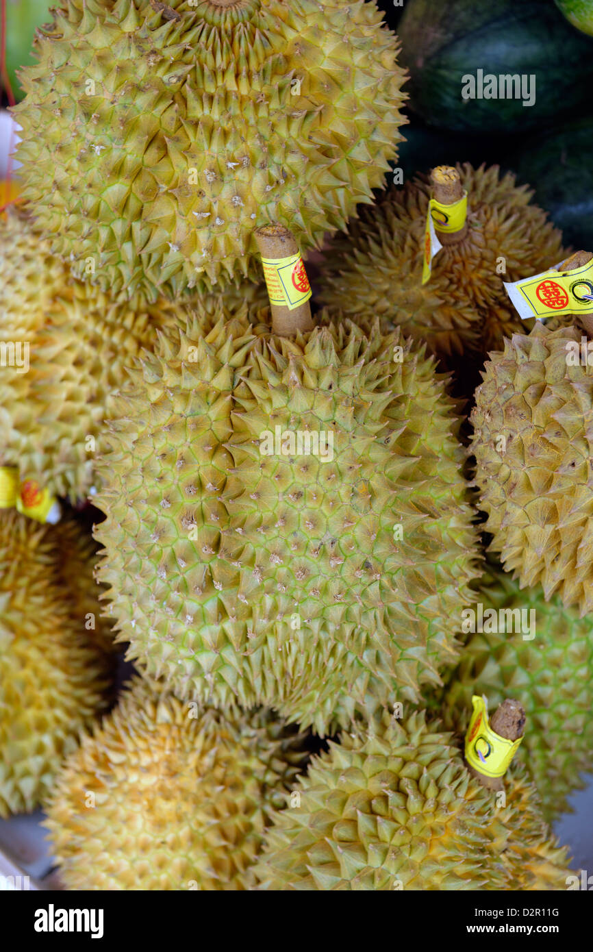 Die Durian Baum Früchte von mehreren Arten aus der Gattung Durio und der Familie Malvaceae, Myanmar Stockfoto