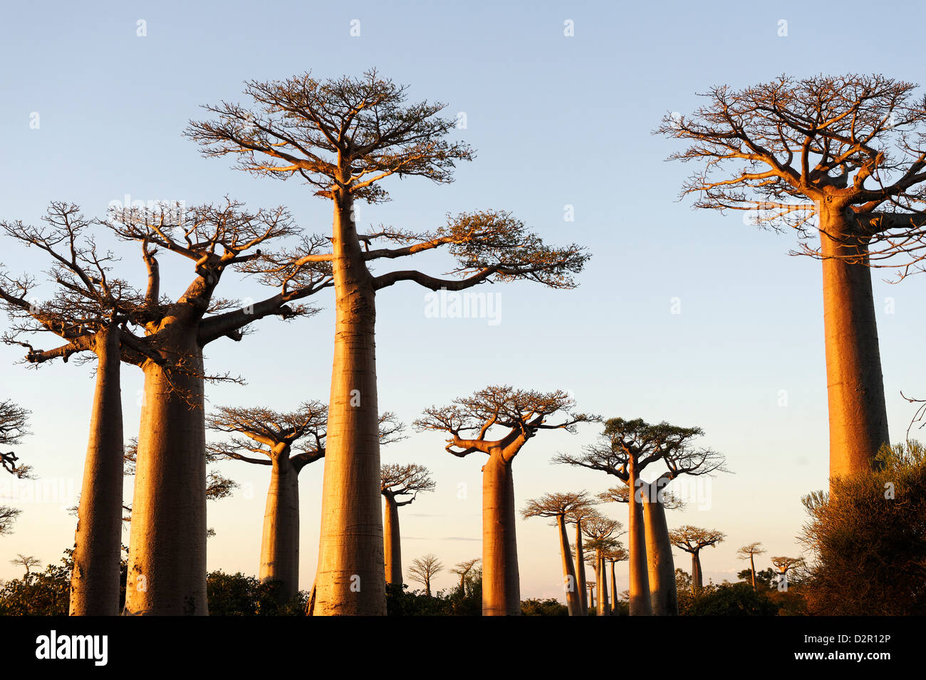 Die Allée des Baobabs, eine Gruppe von Baobab-Bäume, die entlang der Straße zwischen Morondava und Belon'i Tsiribihina, Madagaskar Stockfoto