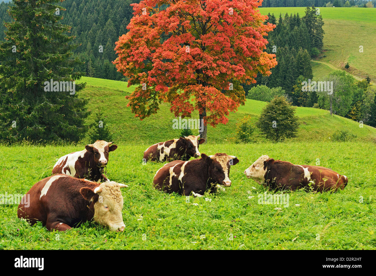 Bullen auf der Weide und Ahorn Baum, Schwarzwald, Schwarzwald-Baar, Baden-Wurttemberg, Deutschland, Europa Stockfoto