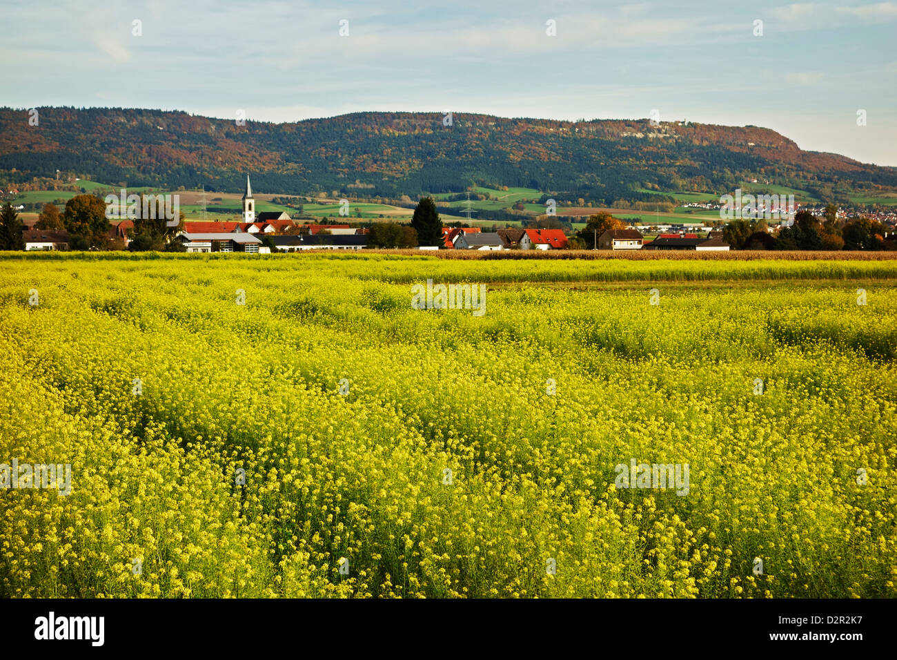 Raps-Feld, Aixheim Dorf und Klippeneck im Hintergrund, Schwarzwald-Baar, Baden-Wurttemberg, Deutschland, Europa Stockfoto
