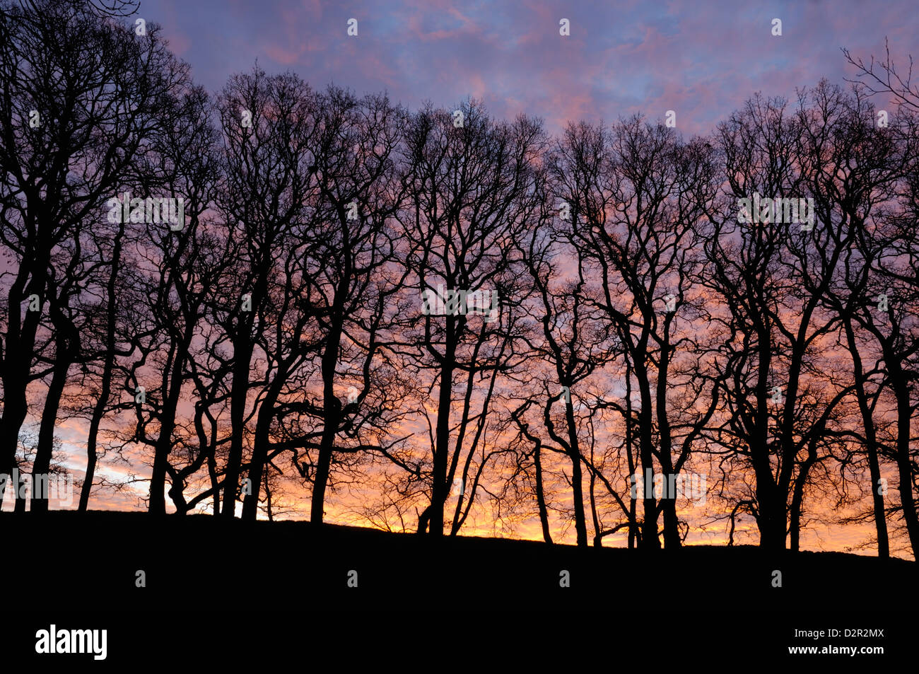 Morgendämmerung über Wäldchen von Eichen, Dumfries and Galloway, Schottland, Vereinigtes Königreich, Europa Stockfoto
