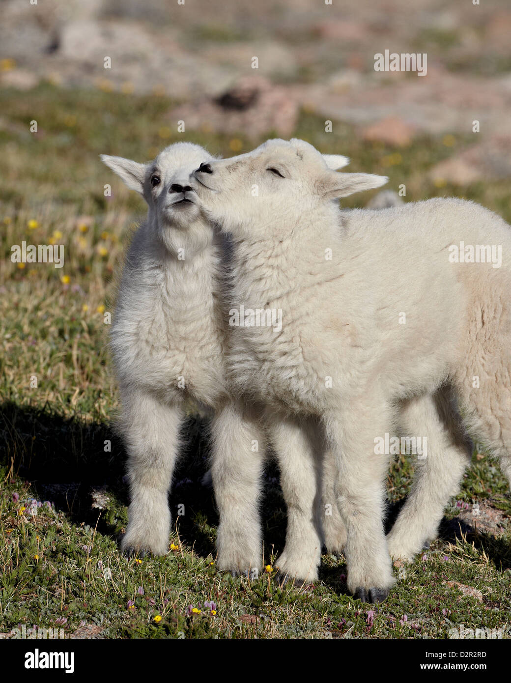 Zwei Bergziege (Oreamnos Americanus) Kinder, die spielen, Mount Evans, Arapaho-Roosevelt National Forest, Colorado, USA Stockfoto