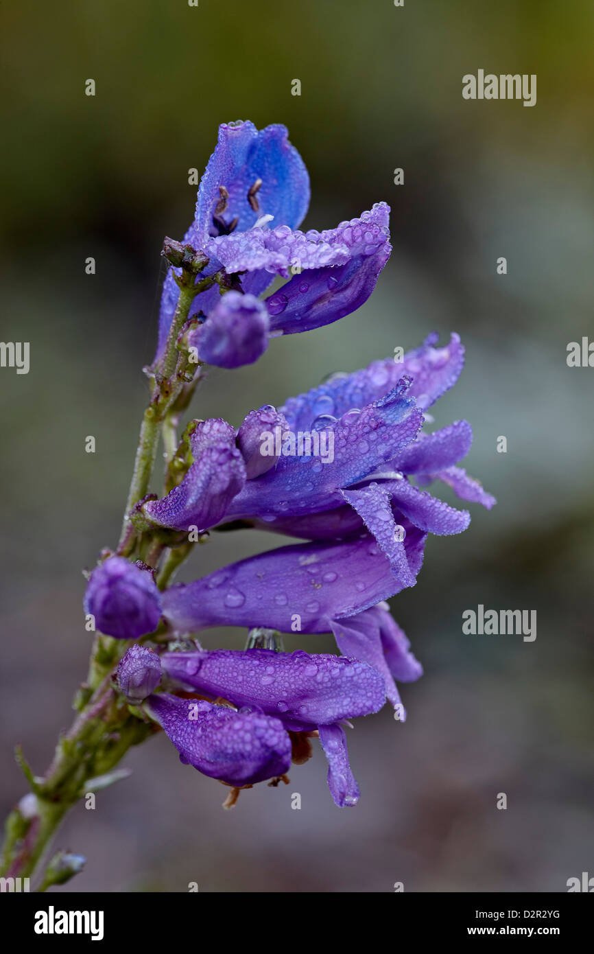 Penstemon secundiflorus Fotos und Bildmaterial in hoher Auflösung Alamy