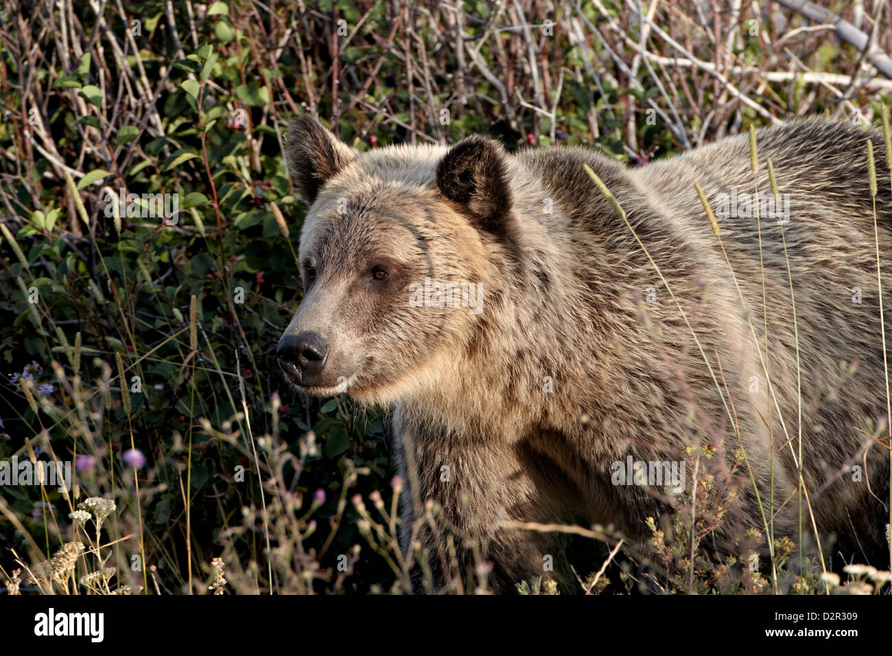 Grizzly Bär (Ursus Arctos Horribilis), Glacier National Park, Montana, Vereinigte Staaten von Amerika, Nordamerika Stockfoto