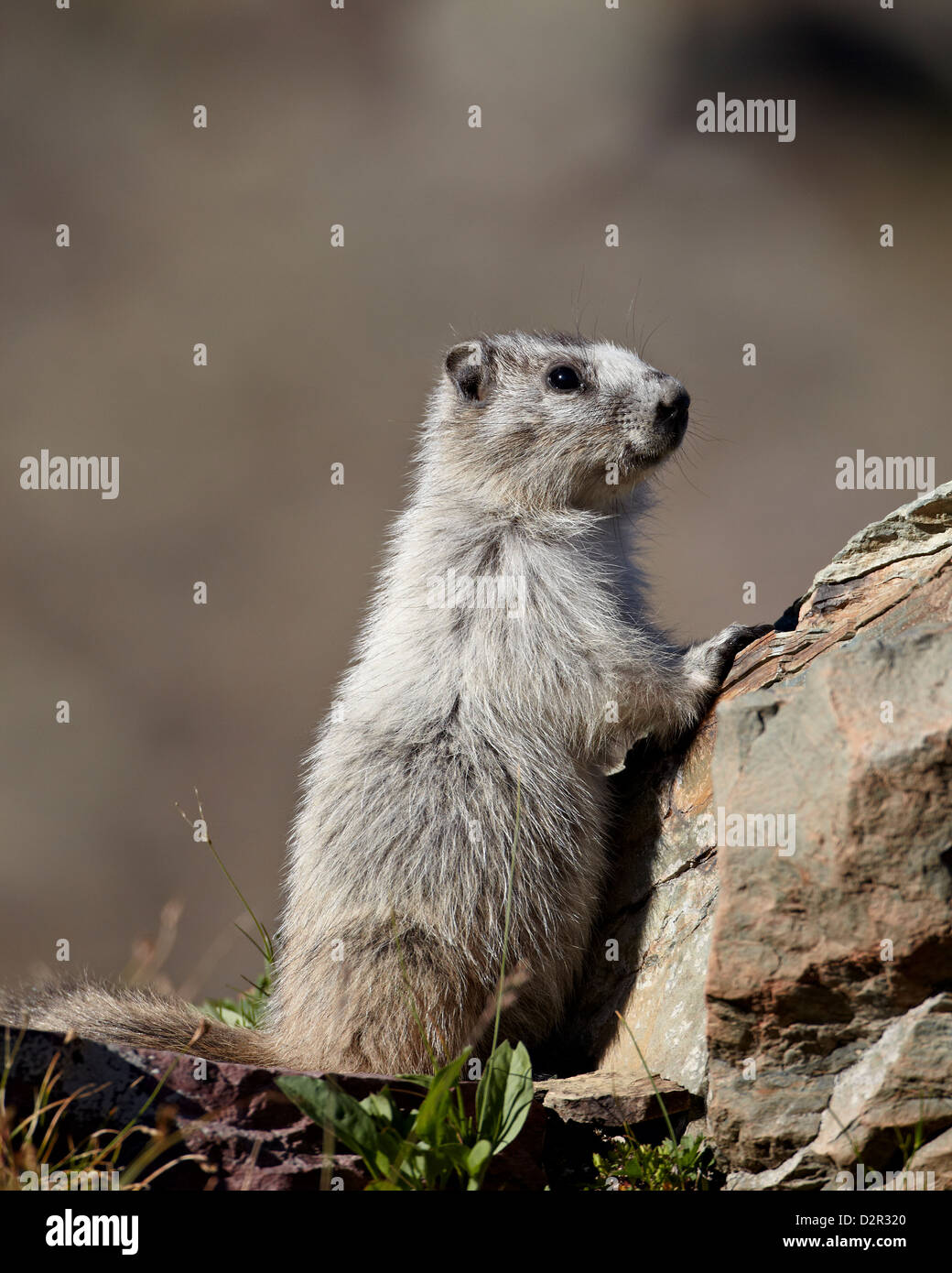 Hoary Murmeltier (Marmota Caligata), Glacier National Park, Montana, Vereinigte Staaten von Amerika, Nordamerika Stockfoto