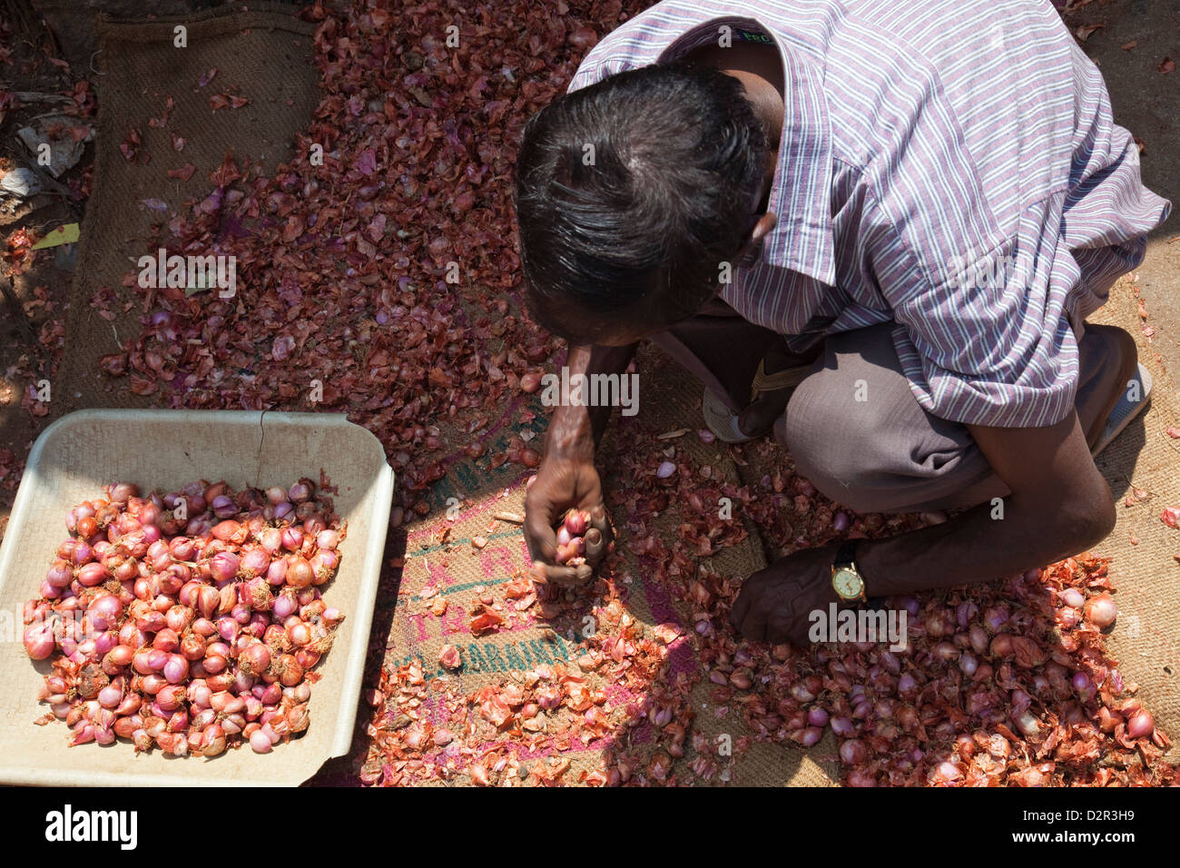 Zwiebel-Verkäufer Sortierung sein Lager auf der Straße in Munnar, Kerala, Indien, Asien Stockfoto