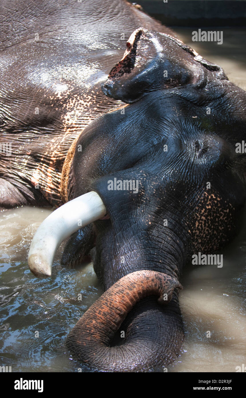 Baden Elefanten im Periyar Nationalpark, Kerala, Indien, Asien Stockfoto