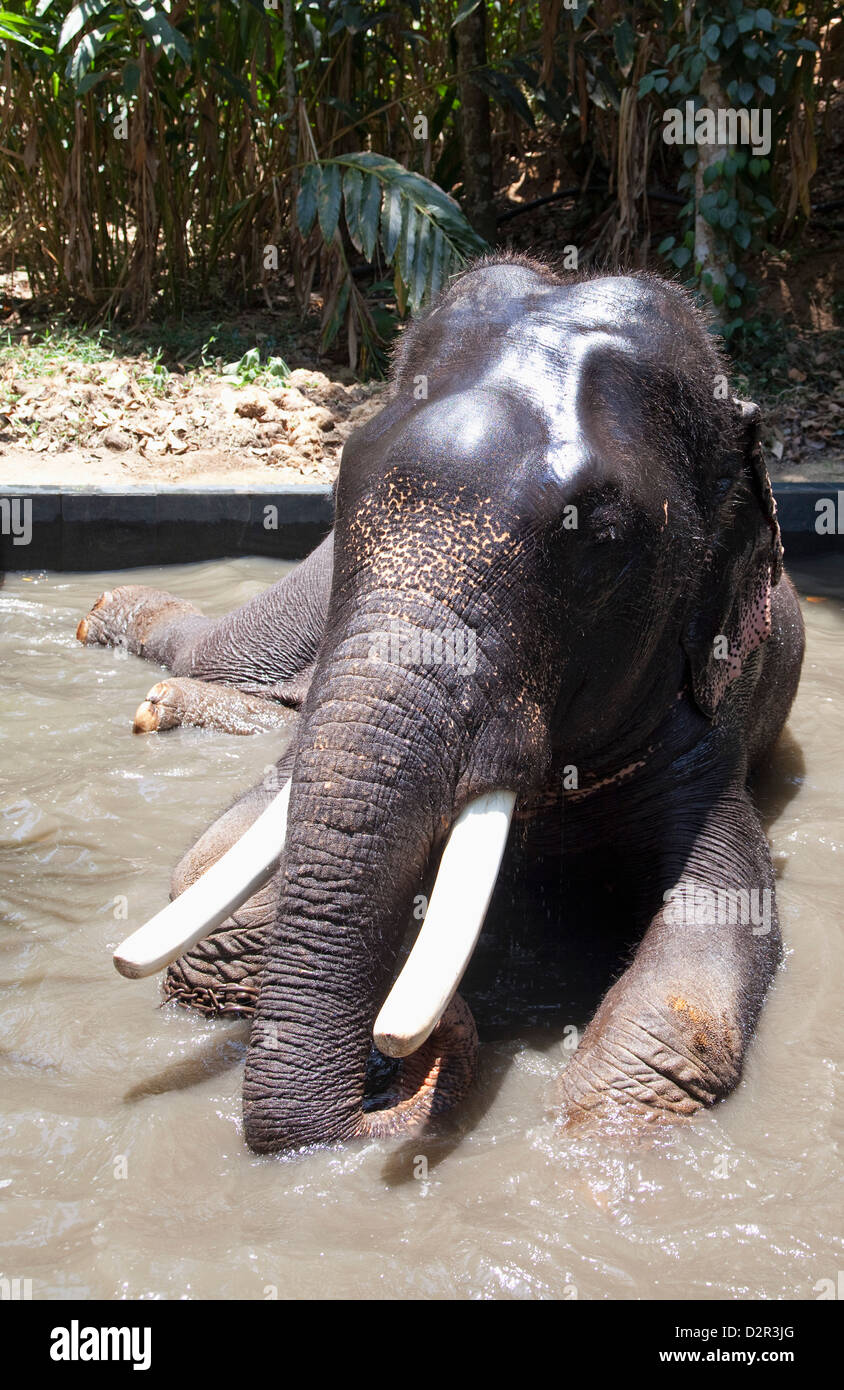 Baden Elefanten im Periyar Nationalpark, Kerala, Indien, Asien Stockfoto