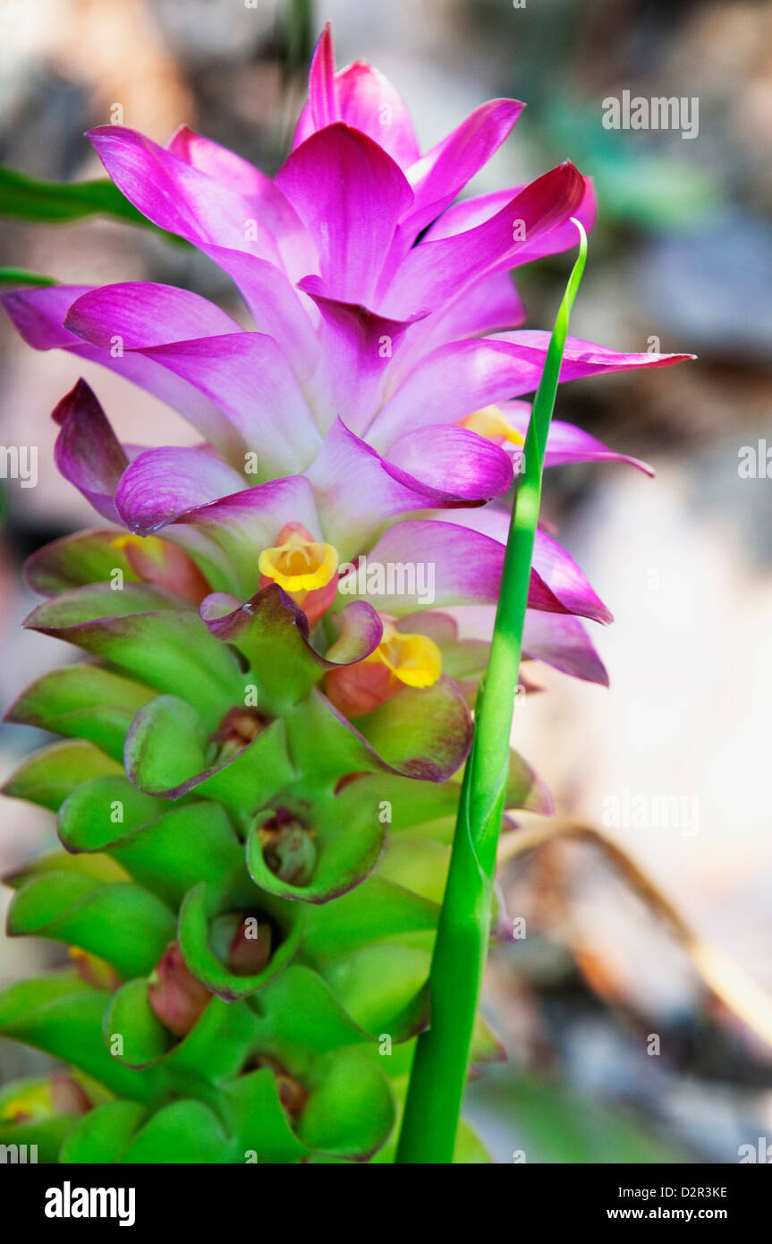 Kurkuma Blume, Kerala, Indien, Asien Stockfoto
