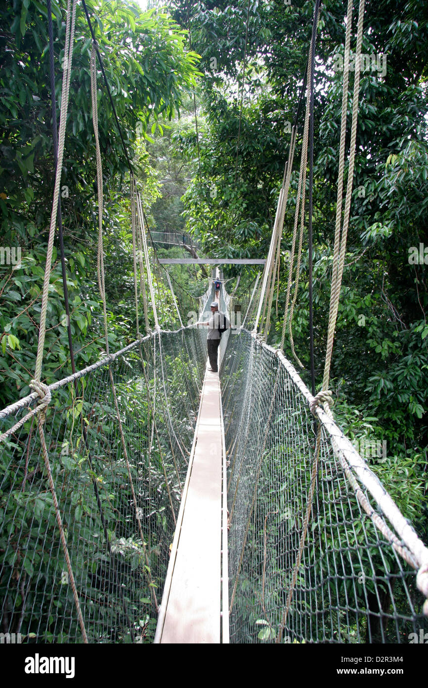 Überdachunggehweg Dschungel im Taman Negara Nationalpark, Malaysia Stockfoto