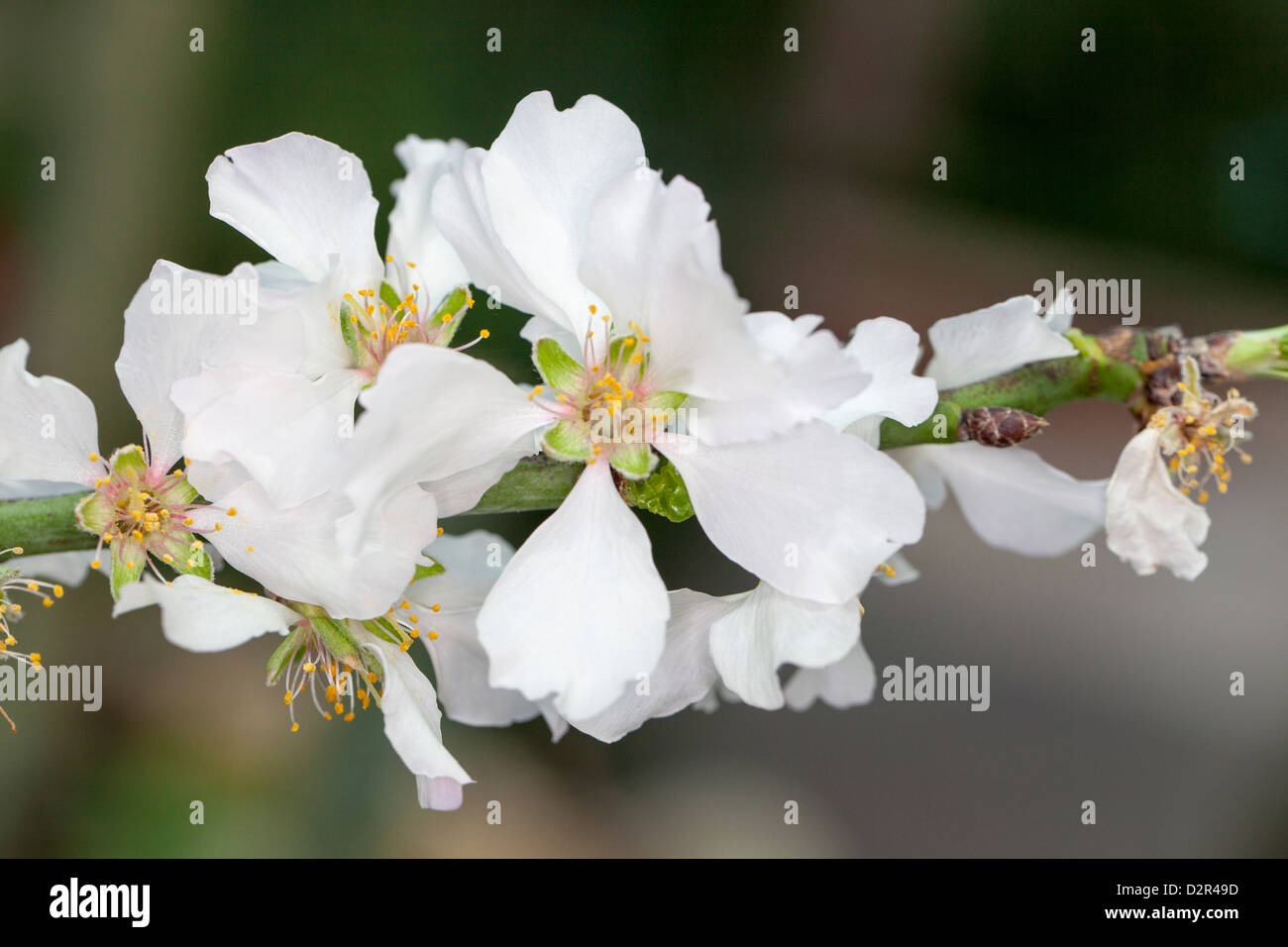 Mandel, Sötmandel (Prunus dulcis) Stockfoto