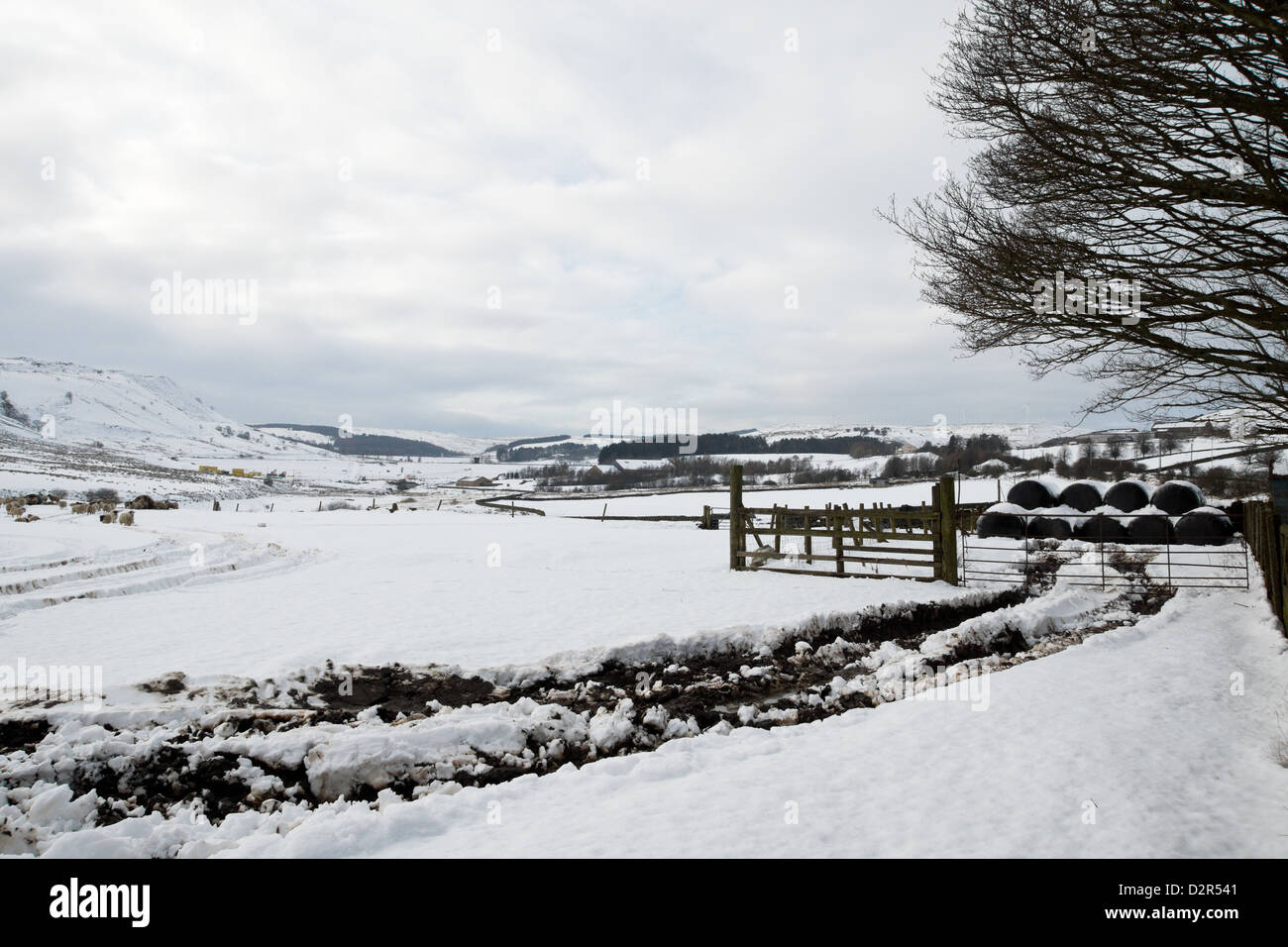 Winterfutter im Schnee. Stockfoto