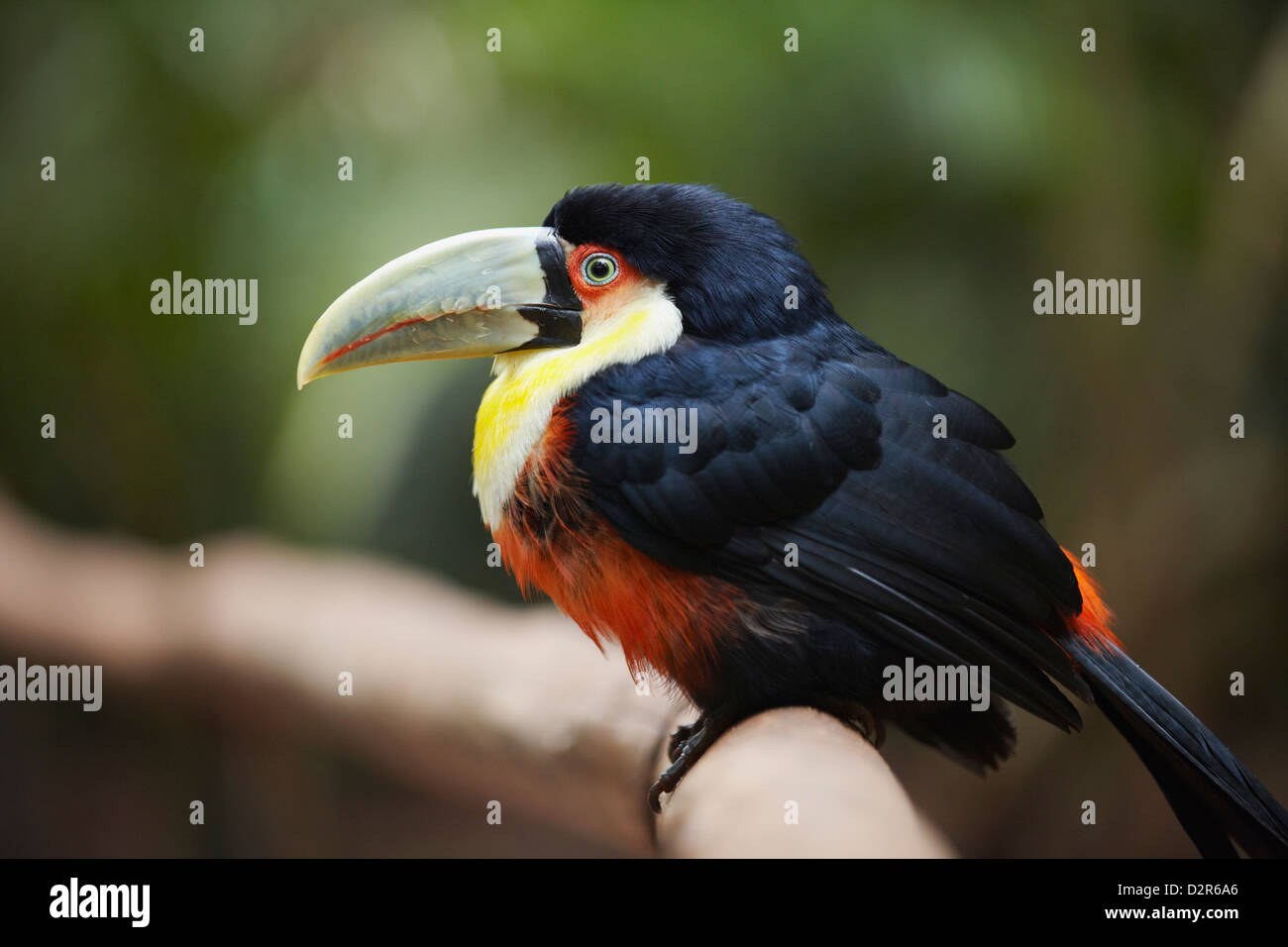 Red-breasted Tukan am Parque Das Aves (Vogelpark), Iguacu, Parana, Brasilien, Südamerika Stockfoto