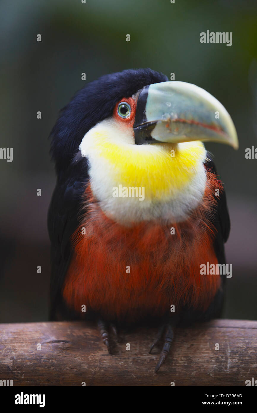 Red-breasted Tukan am Parque Das Aves (Vogelpark), Iguacu, Parana, Brasilien, Südamerika Stockfoto