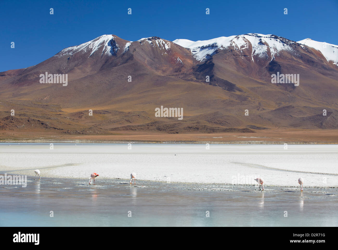 Flamingos an der Laguna Adeyonda auf Altiplano, Abteilung Potosi, Bolivien, Südamerika Stockfoto Flamingos an der Laguna Adeyonda auf Altiplano, Abteilung Potosi, Bolivien, Südamerika Stockfoto