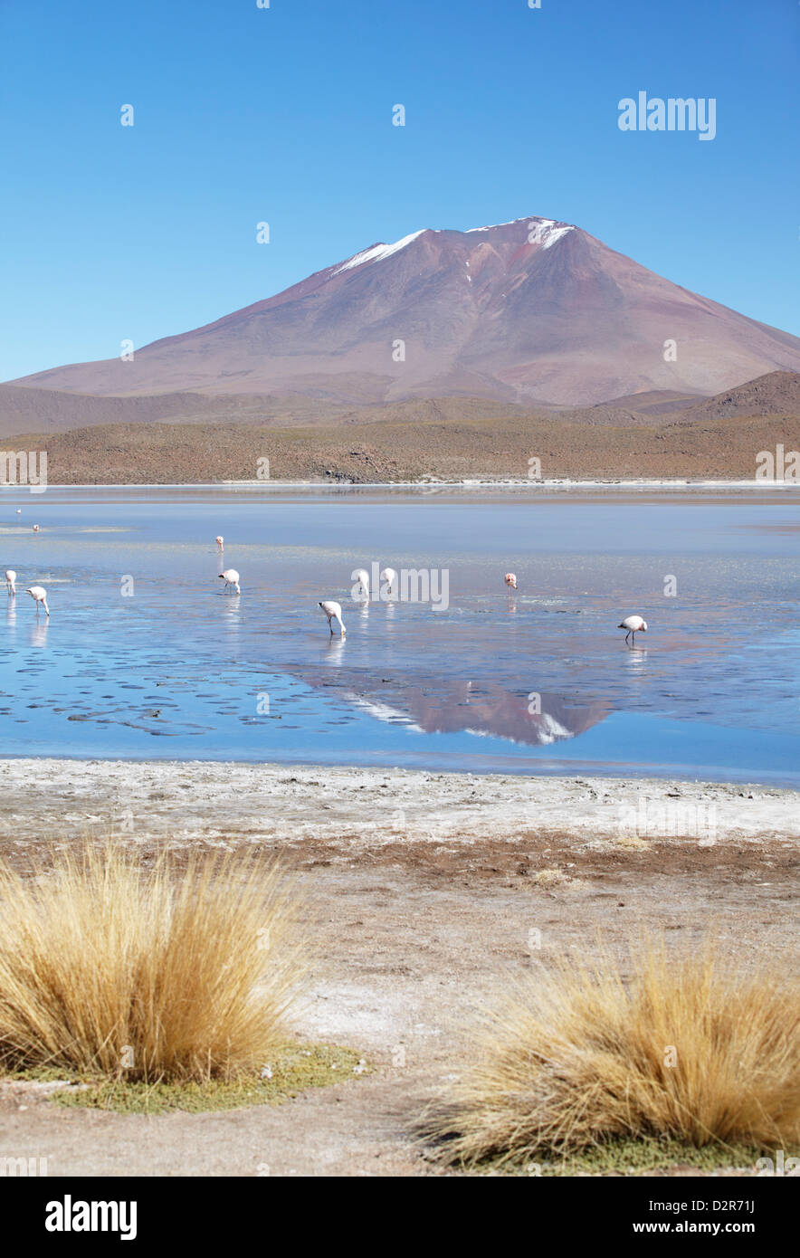 Flamingos an der Laguna Adeyonda auf Altiplano, Abteilung Potosi, Bolivien, Südamerika Stockfoto Flamingos an der Laguna Adeyonda auf Altiplano, Abteilung Potosi, Bolivien, Südamerika Stockfoto
