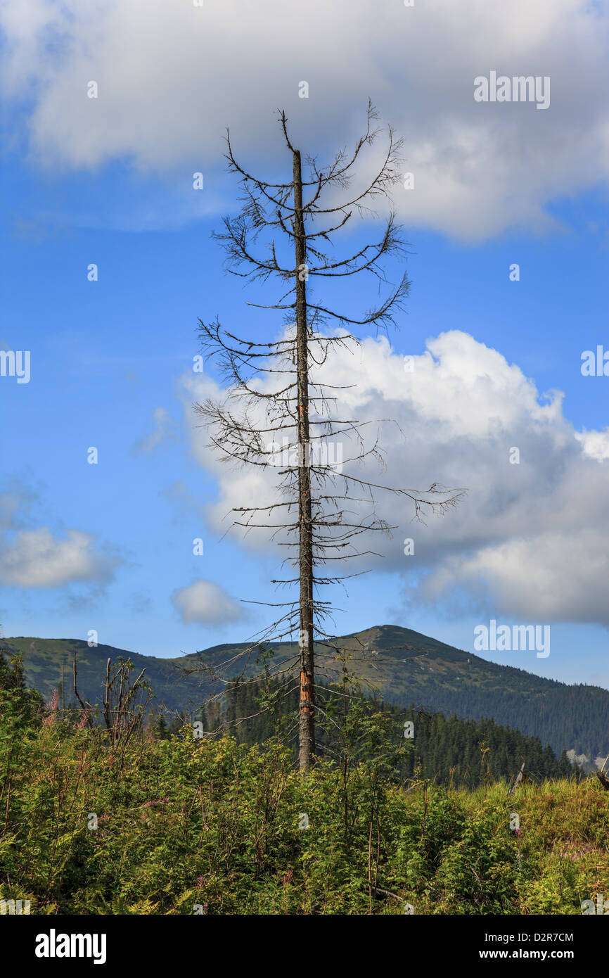 Auswirkungen der Umweltverschmutzung - ein toter Baum. Tatra-Gebirge, Polen. Stockfoto