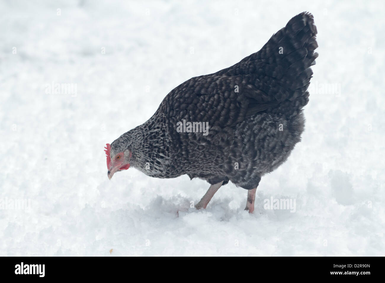 Speckledy Hybrid Henne Fütterung im Schnee. UK Stockfoto