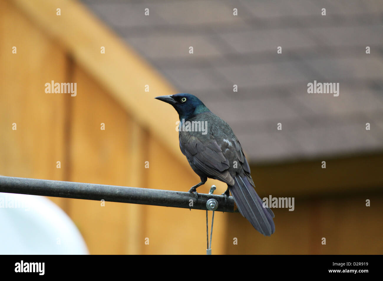 Grackle, auf einem Zubringer-Federbein. Die gemeinsame Grackle hat einen langen dunklen Schnabel, blass gelblich Augen und einen langen Schweif. Stockfoto