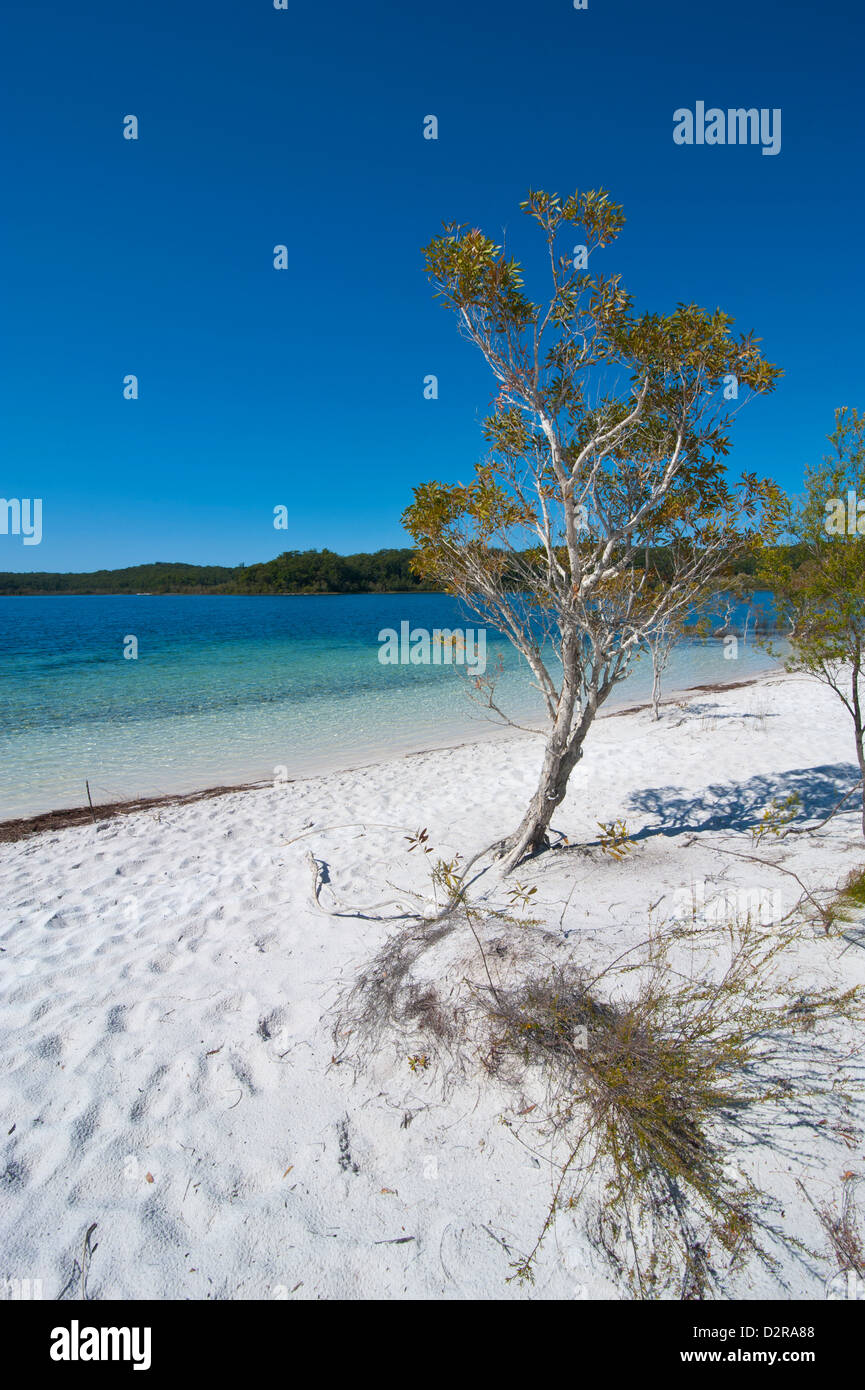 Lake McKenzie, Fraser Island, UNESCO-Weltkulturerbe, Queensland, Australien, Pazifik Stockfoto