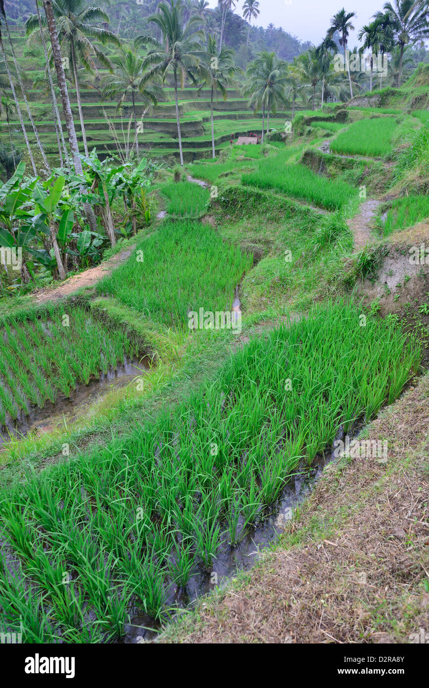 Die Reis-Terrassen in das Dorf Tegalalang; Zentralen Bali, Indonesien. Stockfoto