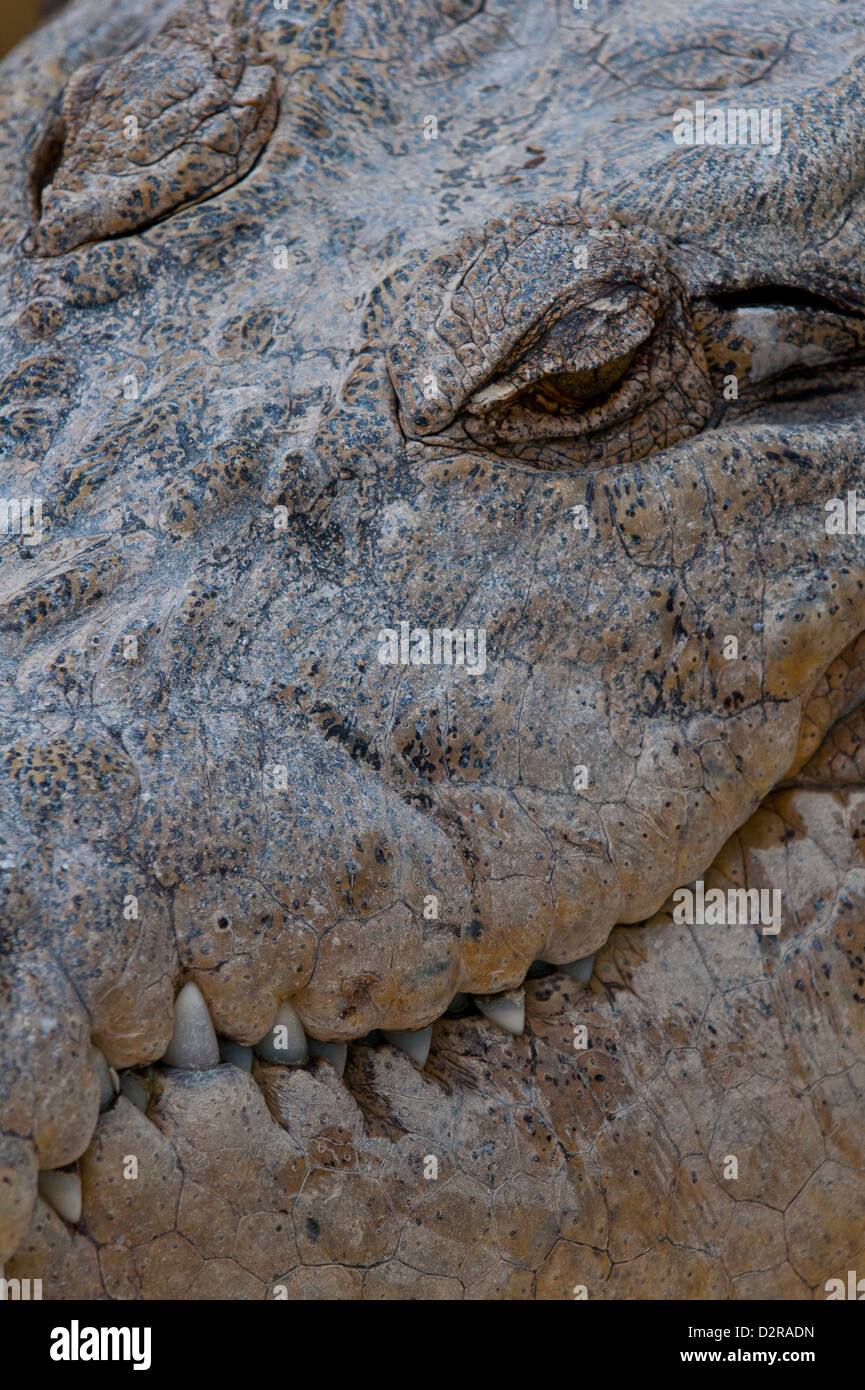 Salzwasser-Krokodil (Crocodylus Porosus), Queensland, Australien, Pazifik Stockfoto