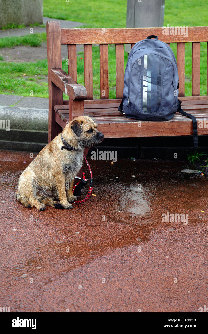 Ein kleiner Hund an einer Leine gebunden an eine Bank beobachten und warten, Glasgow, Schottland, Großbritannien Stockfoto