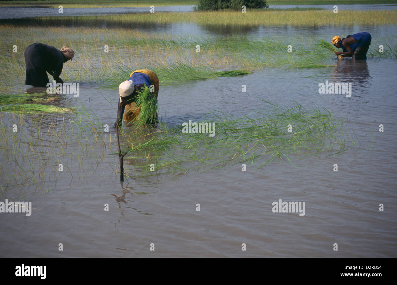 Westafrika, Gambia, Oryza Sativa, Reis, grün. Stockfoto