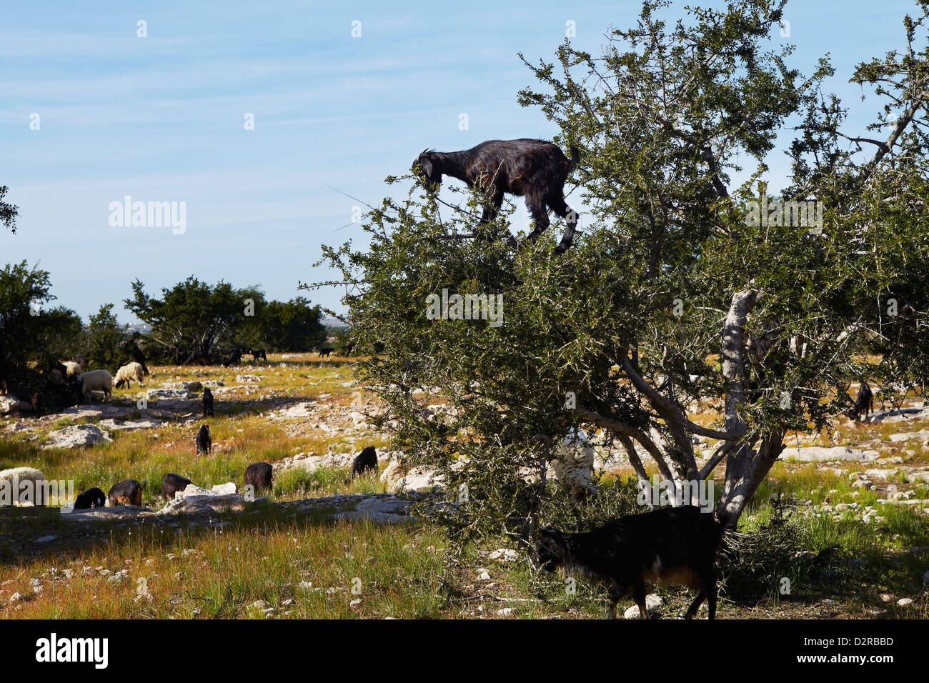 Ziege im Baum, Marokko Stockfoto