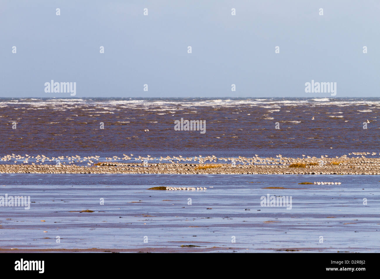 Herde von Watvögeln bei Flut Hoylake Wirral Stockfoto