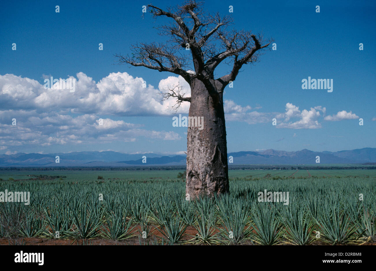 Affenbrotbäume Digitata, Baobab-Baum in Madagaskar Stockfoto