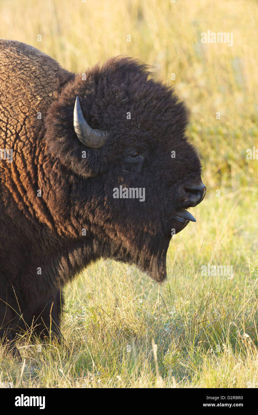 Bison in das Lamar Valley, Yellowstone-Nationalpark, Wyoming, USA Stockfoto