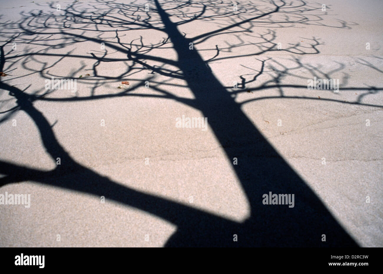 Baum Sorte, Baum, Sorte nicht identifiziert, schwarz. Stockfoto