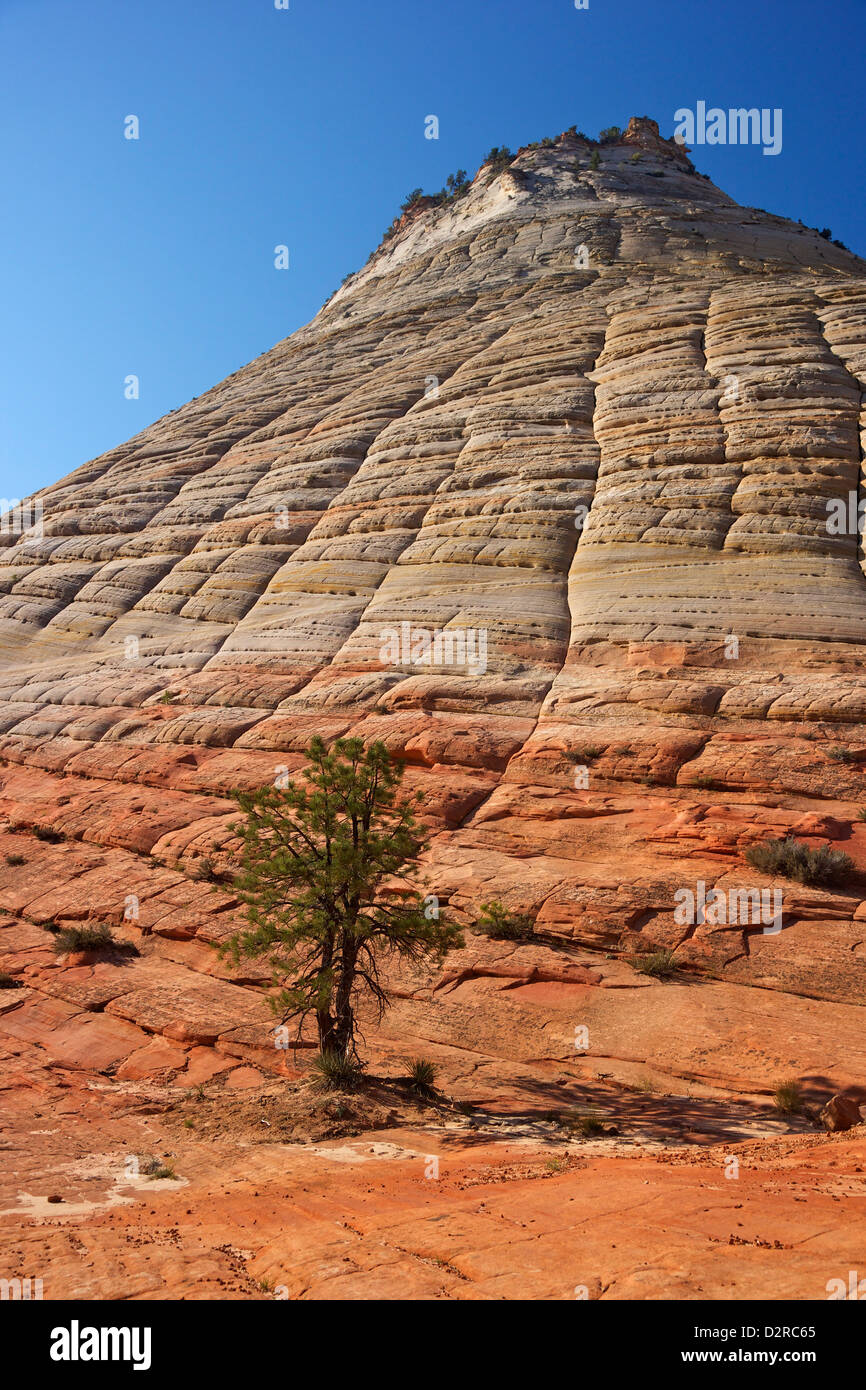 Checkerboard Mesa, gebildet aus Navajo-Sandstein, Zion Nationalpark, Utah, Vereinigte Staaten von Amerika, Nordamerika Stockfoto