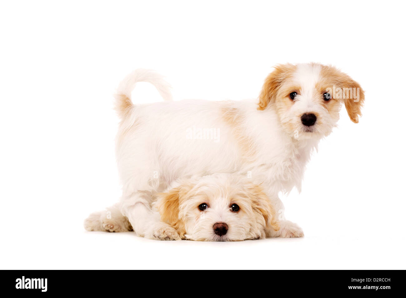 Zwei Bichon Frise Welpen Kreuze auf einem weißen Hintergrund isoliert Stockfoto