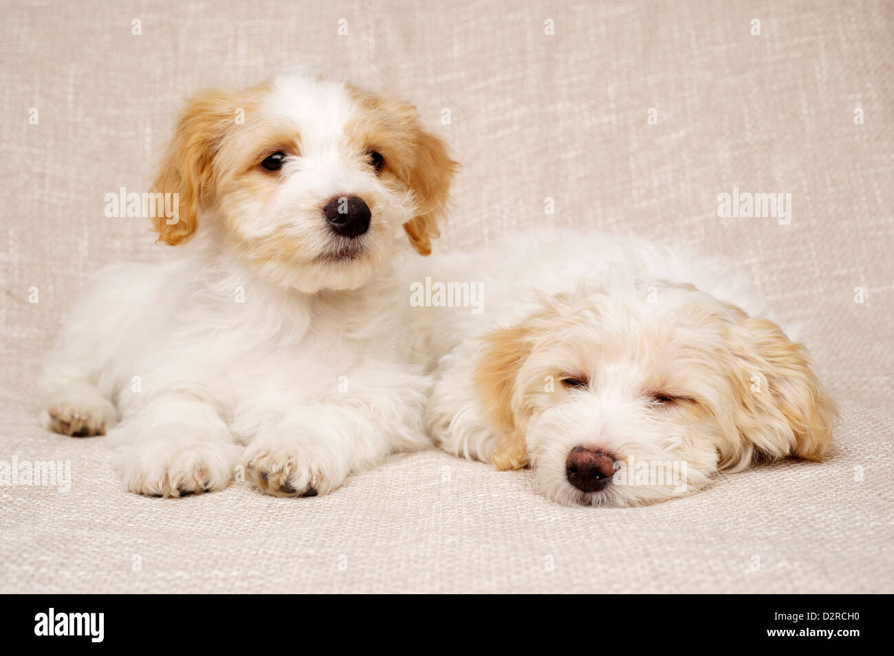 Zwei verschlafenen Bichon Frise Kreuze Welpen auf einen strukturierten Beige Hintergrund gelegt Stockfoto