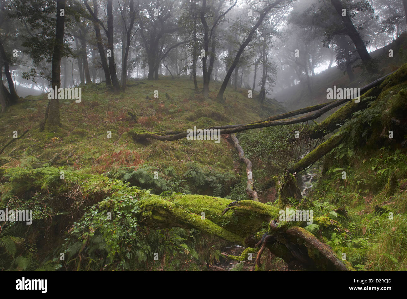 Nebligen Wald Szene im Dunkery & Horner Holz Nature Reserve, Exmoor, Großbritannien Stockfoto
