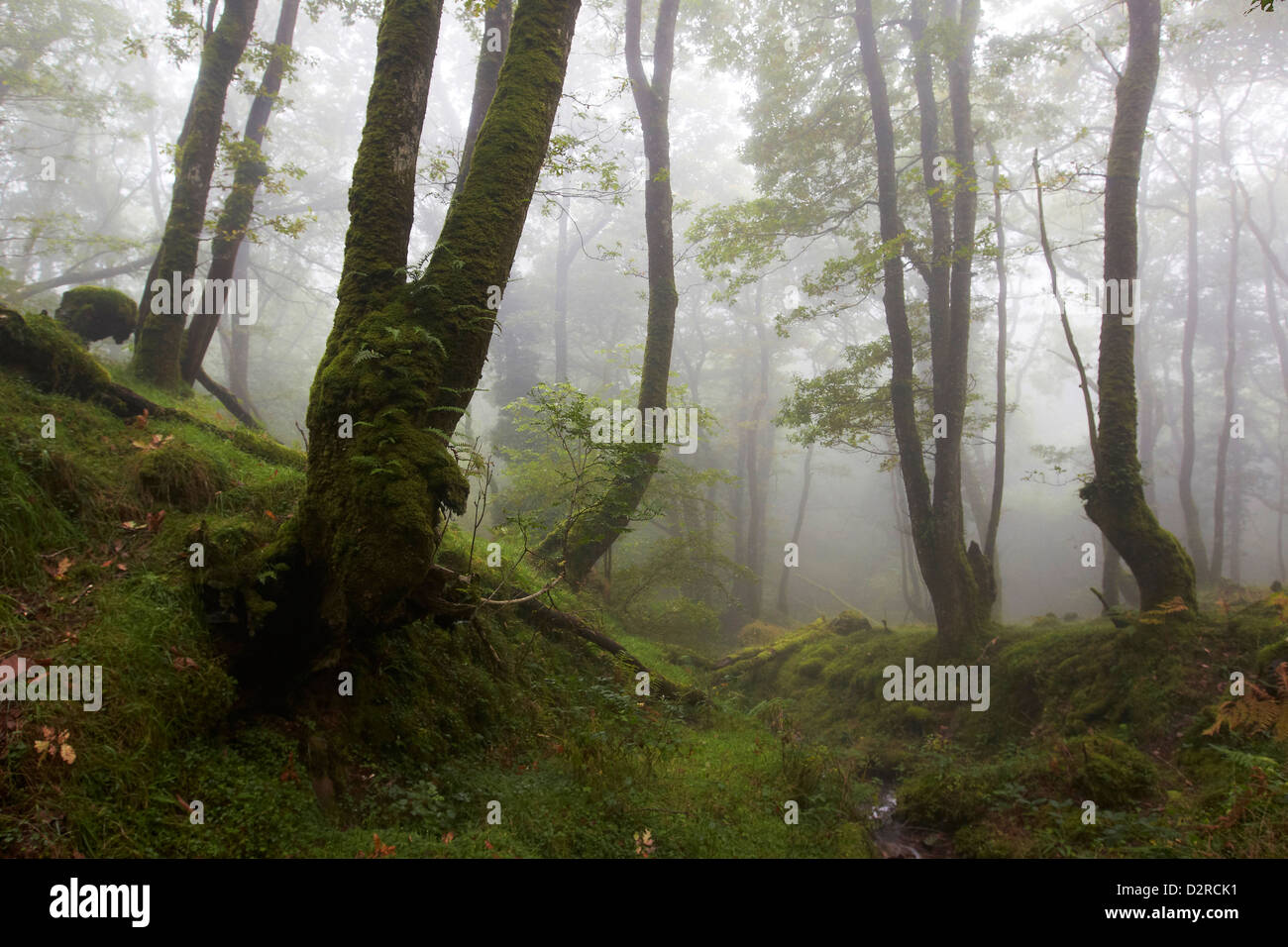 Nebligen Wald Szene im Dunkery & Horner Holz Nature Reserve, Exmoor, Großbritannien Stockfoto