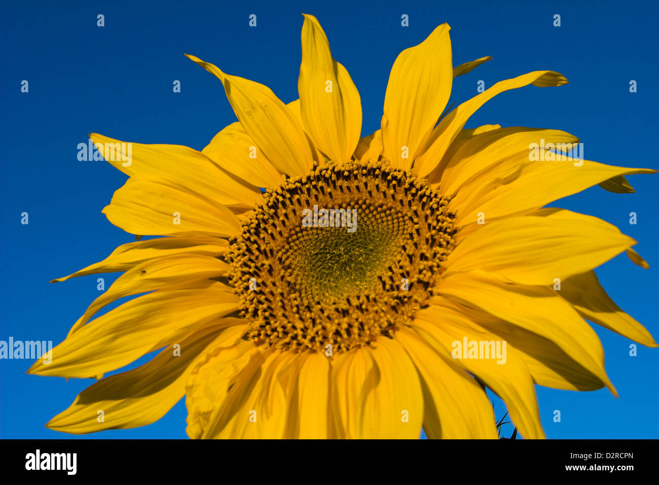 Helianthus Annuus, Sonnenblume, gelb. Stockfoto