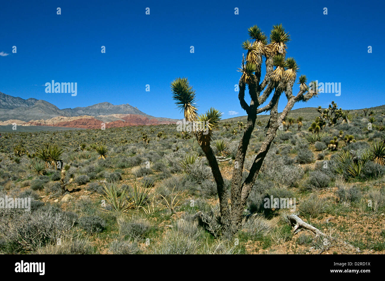 Yucca Brevifolia, Joshua Baum, grün. Stockfoto