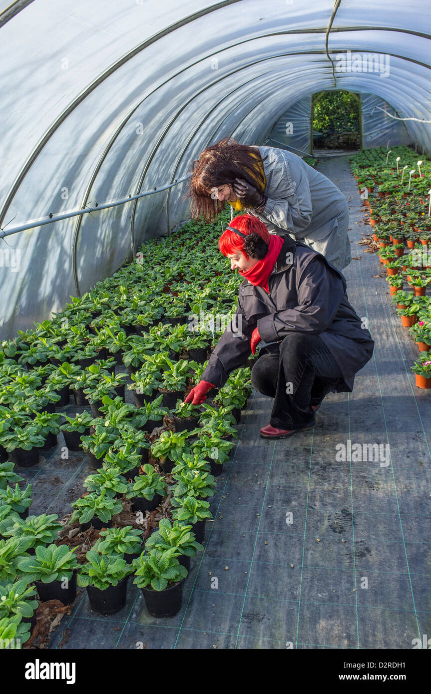Zwei weibliche Kunden, die Topfpflanzen betrachten, die in einem Garten-Zentrum-Poly-Tunnel gebracht werden. South Devon. GROSSBRITANNIEN Stockfoto
