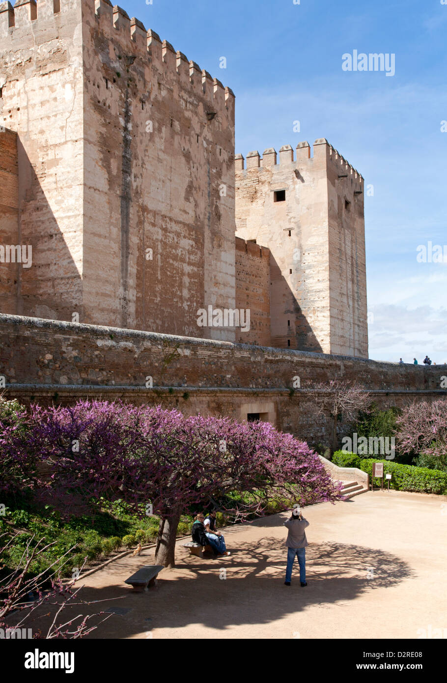 Ein blühender Baum spendet Schatten durch die alte Festung Alcazaba in der Alhambra Granada Andalusien Spanien Stockfoto