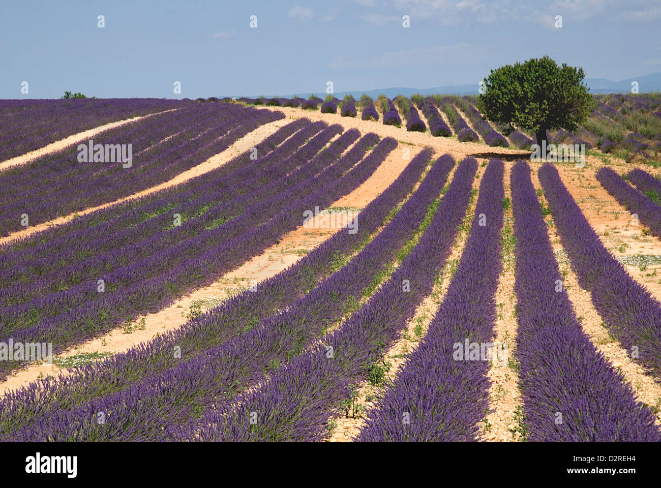 Lavandula Angustifolia, Lavendel, lila. Stockfoto