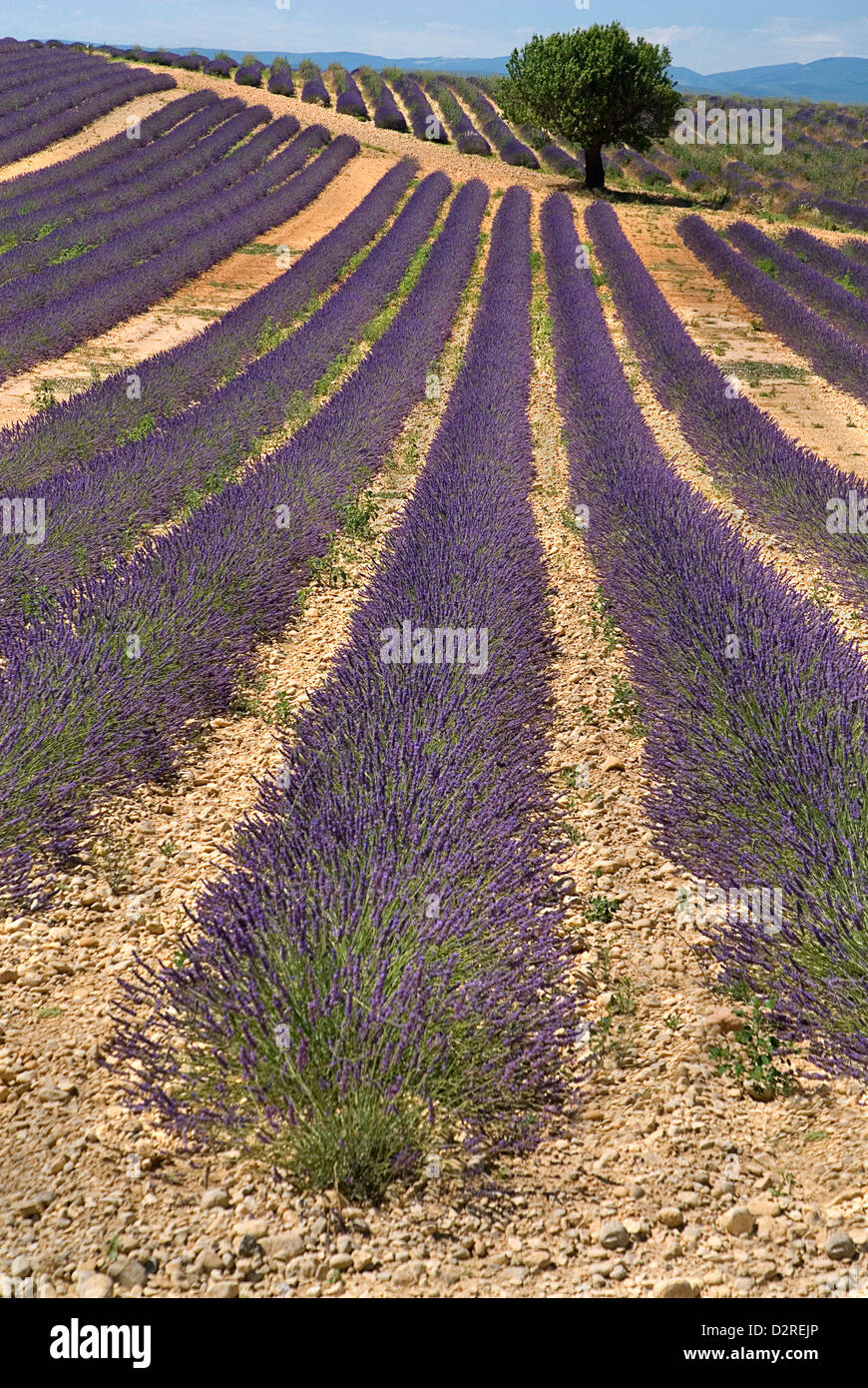 Lavandula Angustifolia, Lavendel, lila. Stockfoto