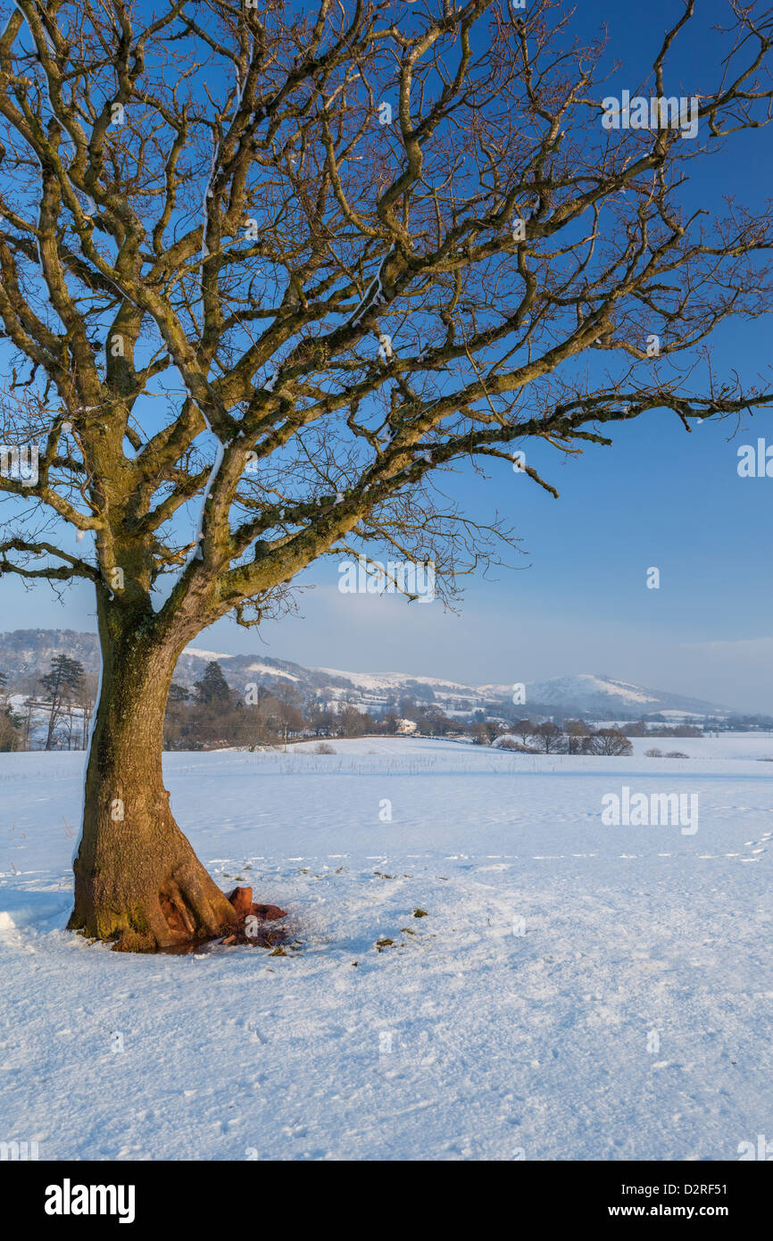 Baum und verschneiten Feld am Crowcombe auf der Suche nach Bagborough Hill in den Quantocks Stockfoto