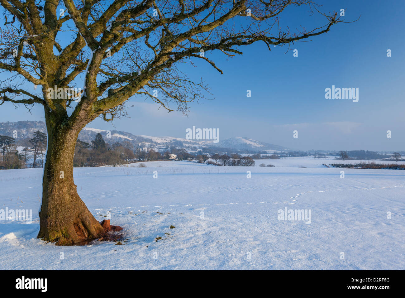 Baum und verschneiten Feld am Crowcombe auf der Suche nach Thorncombe Hill in den Quantocks Stockfoto