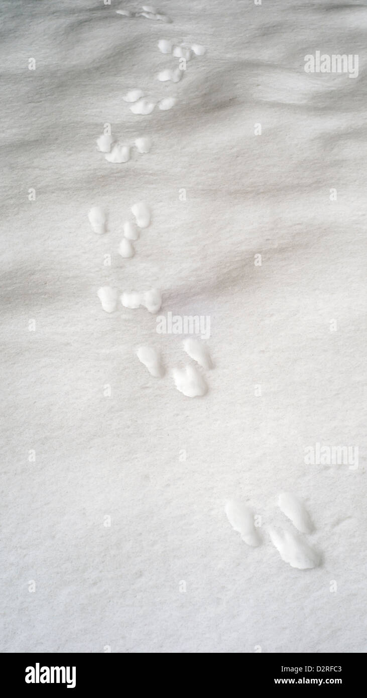 Kaninchen-Spuren im frischen Schnee Stockfoto