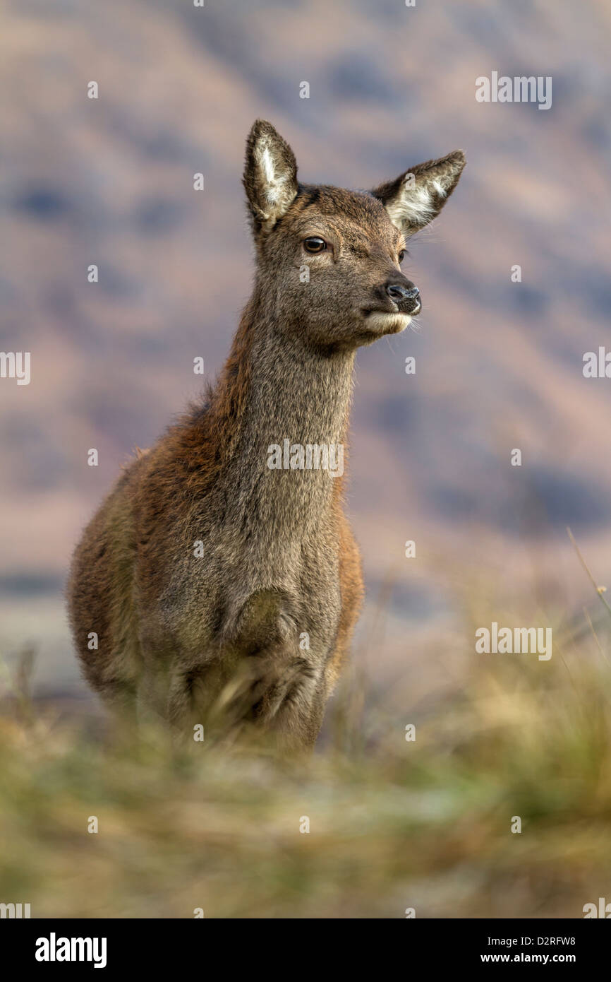 Weibliches Rotwild in Glen Etive, Schottisches Hochland, Schottland Stockfoto