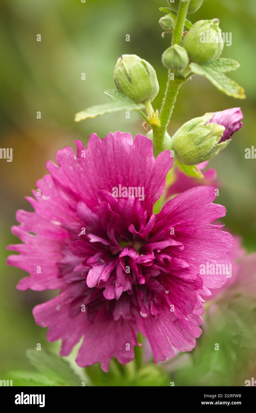 Alcea Rosea 'Queeny Purple', Malve, lila. Stockfoto