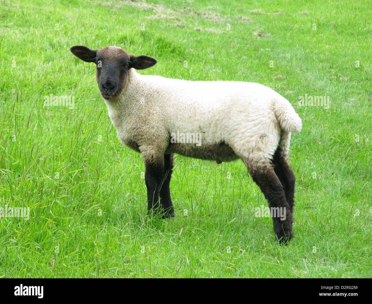 Junges Lamm im Feld Stockfoto
